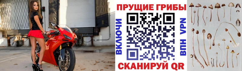 Галлюциногенные грибы Psilocybe  mega ССЫЛКА  Северобайкальск 